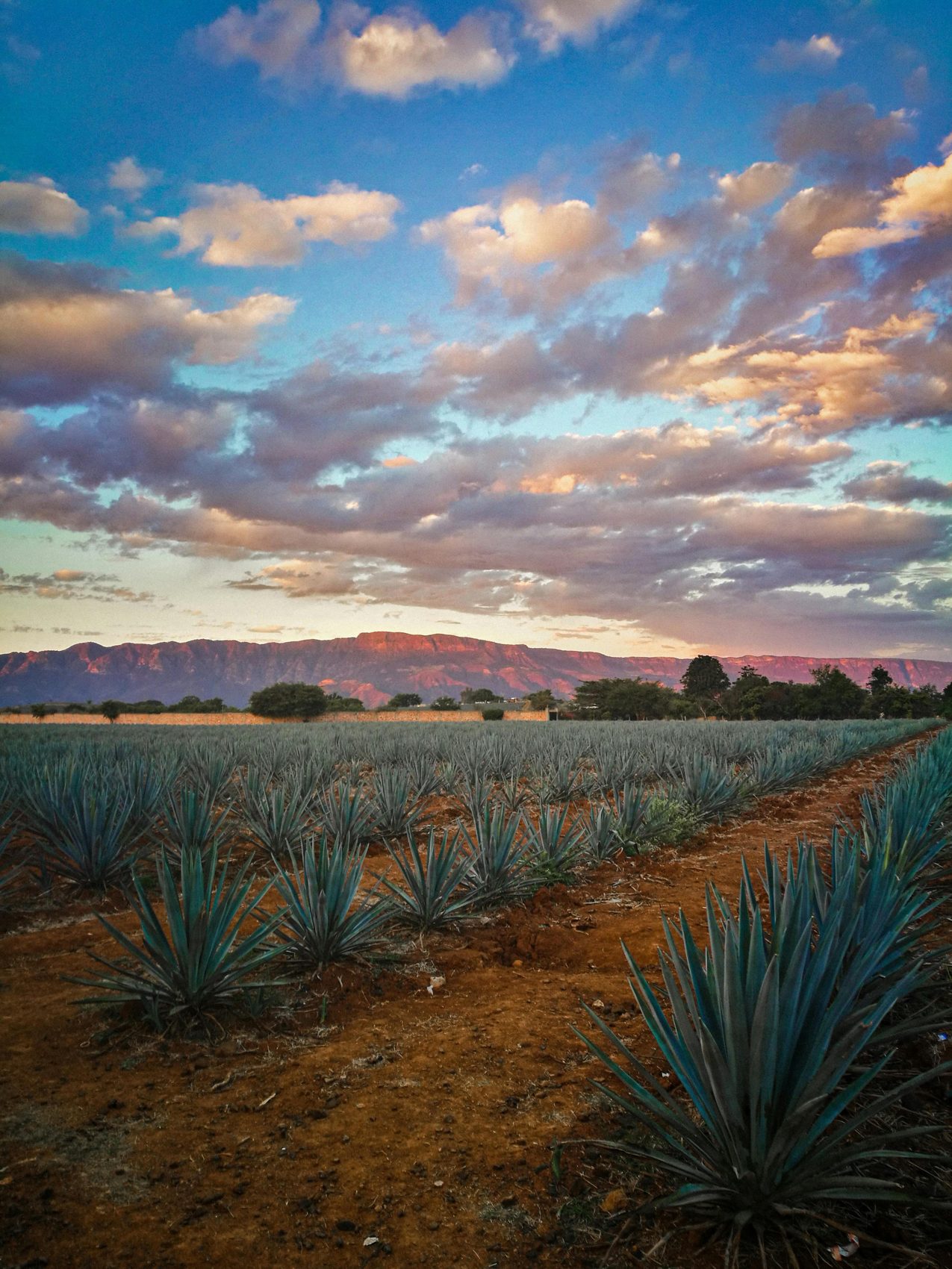 Atardecer sobre los campos de agave