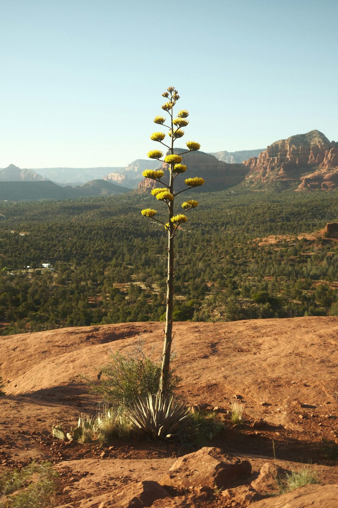 Agave en flor sobre el paisaje montañoso de Jalisco