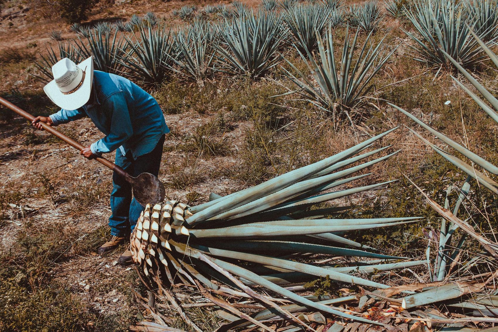 Jimador cosechando agave en el campo